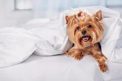 Long Stay Package, Travel with Your Furry Friends [7 nights]